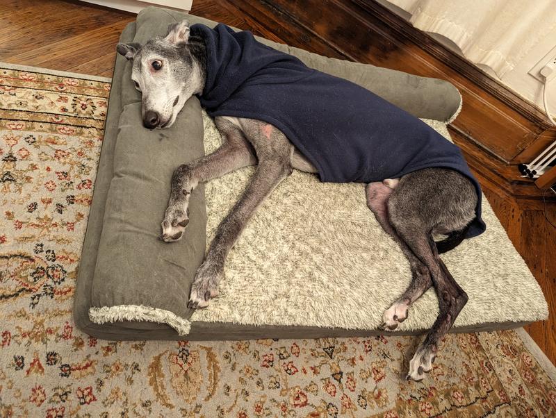 Jumbo size for 80-lb dog