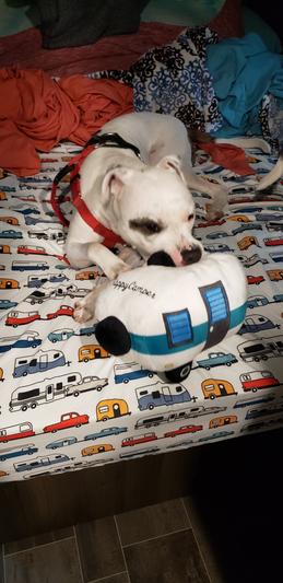 Lucky loves his squeakers!