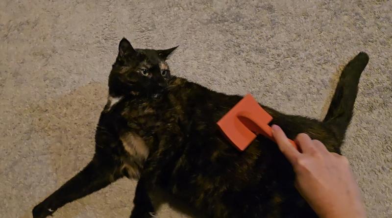 Happy fat cat Winnie