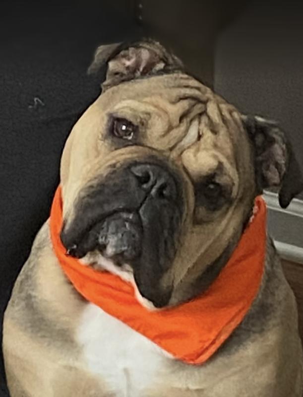 Easy,  & worth every penny !