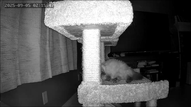 Catit Smart Mouse camera capture of Logan sleeping.