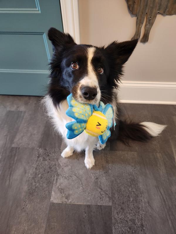36# 20" tall Border Collie with Frisco Easter Spring Butterfly Fetch Toy