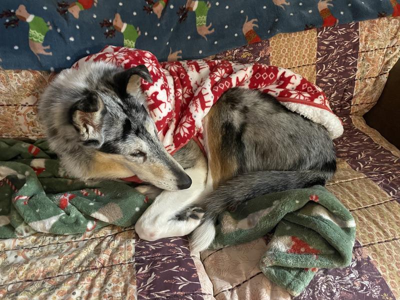 Auralee my fussy senior girl ❤️