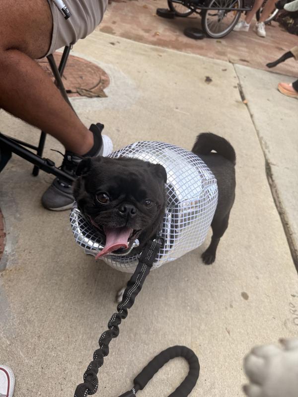 The life of the pawty!