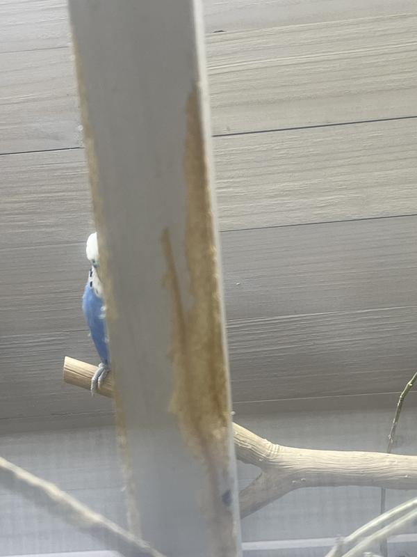 Birds shred the wood