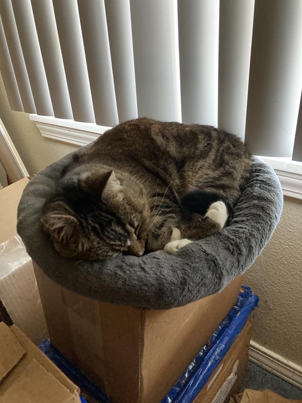 FRISCO Self Warming Bolster Round Kitten Bed, Cream Chewy Canada