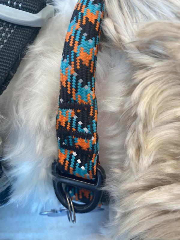My baby has his collar on.
