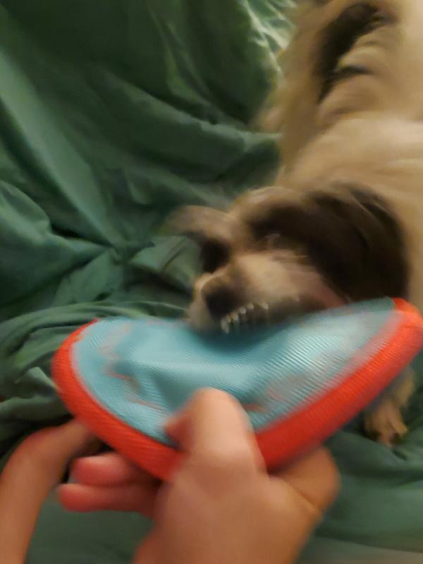 A typical view of guppy with her frisbee.