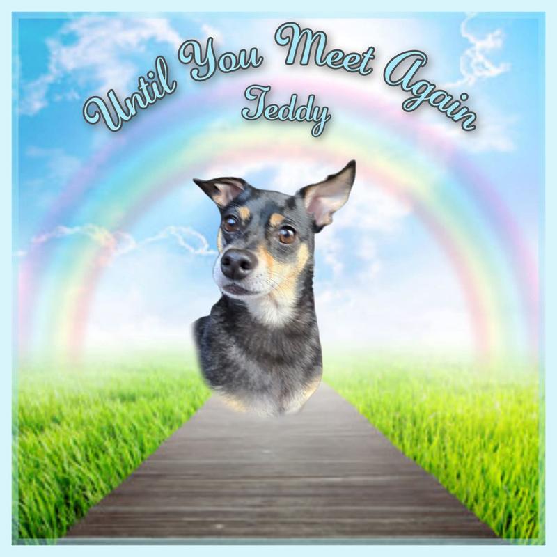 This is my handsome little Teddy. I had to say goodbye to him because he was very sick. I will always love him and hope to see him again when I get to Heaven.