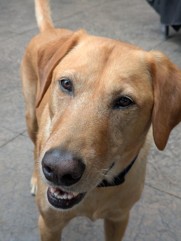 Crazy hard chewer. Shreads every toy he gets but does not destroy our house at all. Such a sweet boy. We love him so much!! e knows ...🥹💙