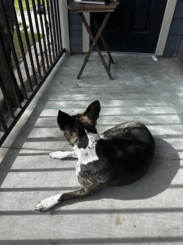 His beautiful fur coat