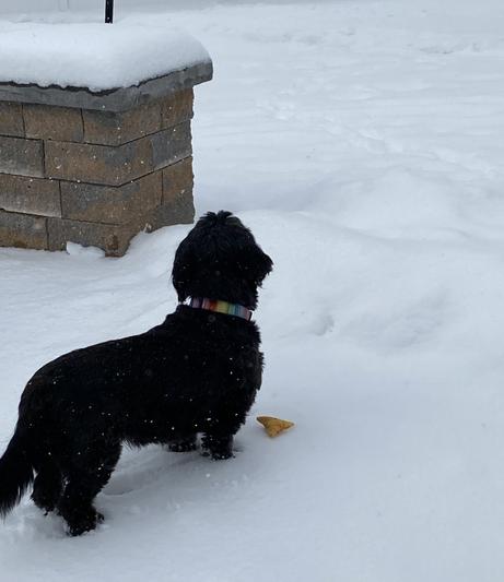Taking the chip with her in the snow.
