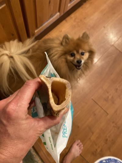 No marrow inside the bones