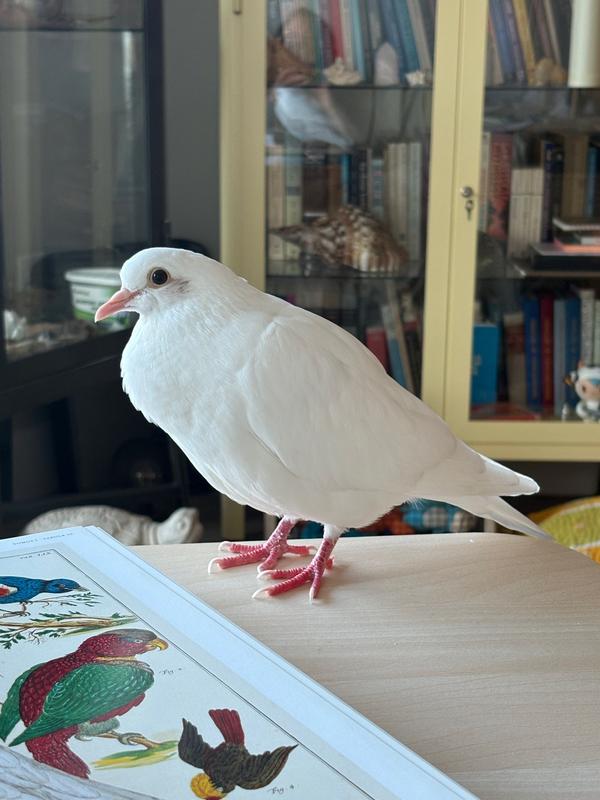 Leonello, the White Dove