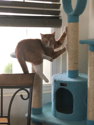 His Alex the Lion look