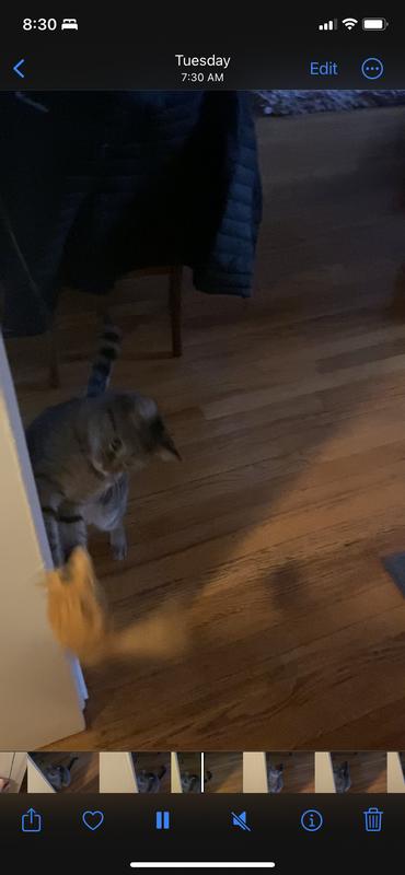 Ethical A-Door-Able Bouncing Mouse Cat Toy – Catnip Filled, Hangs On Door