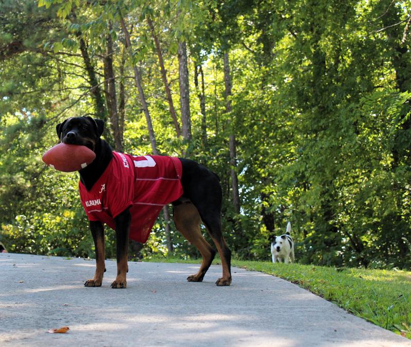 Remy ROLL TIDE!