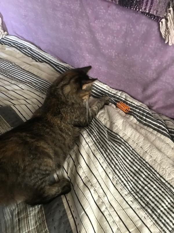 Kitsu In Pursuit