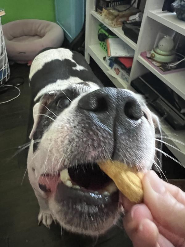 Black and white dog taking a bite of the treat