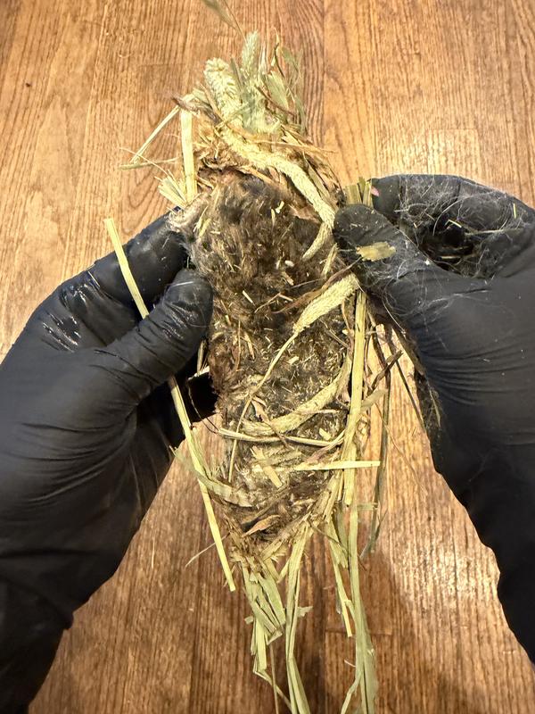 Flat and dried rodent