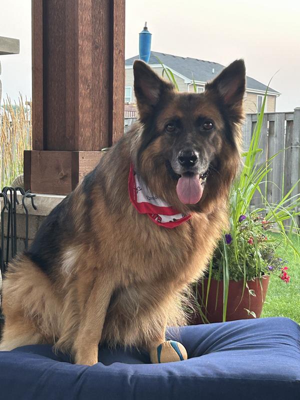 Bailey loves Victor Ocean Fish