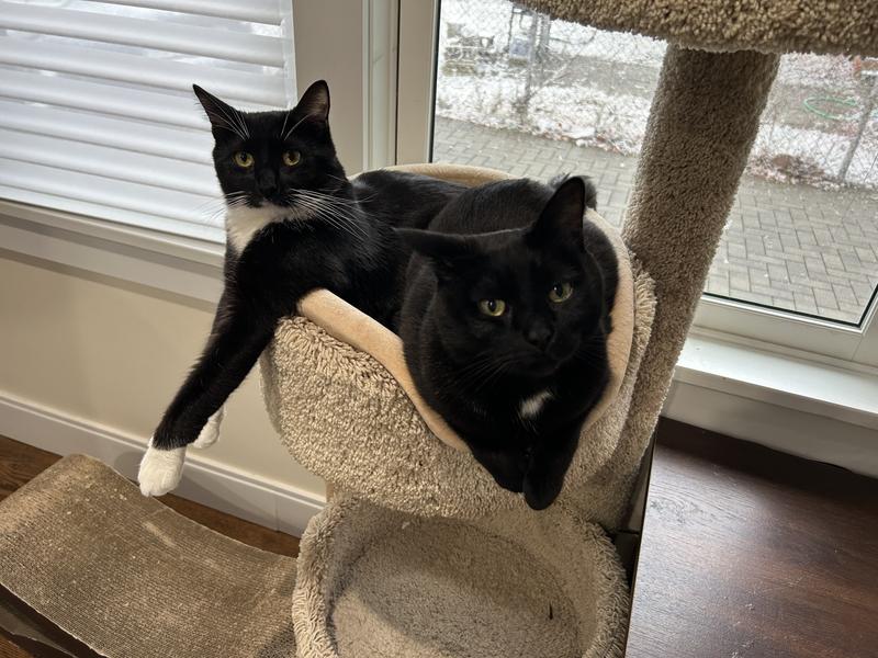 Our asthmatic boy (with the white whiskers) and his new older brother