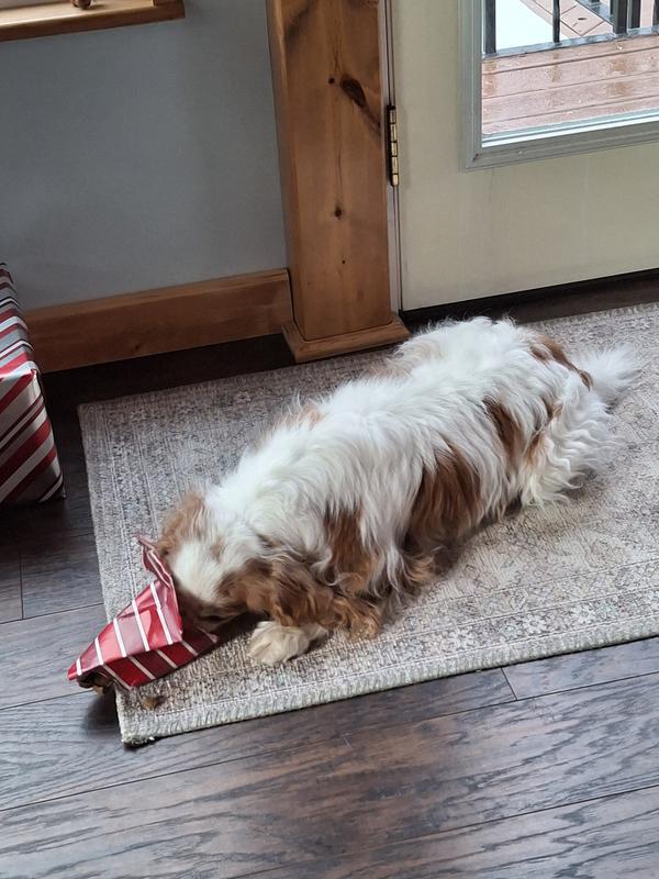 Opening her present.