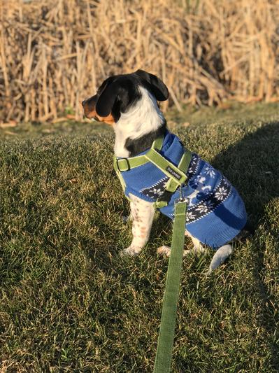 Planet dog cozy hemp adjustable harness hotsell