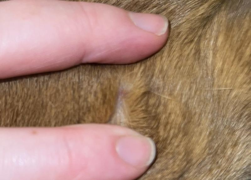 Best pic I could get through the fur of one of the bumps