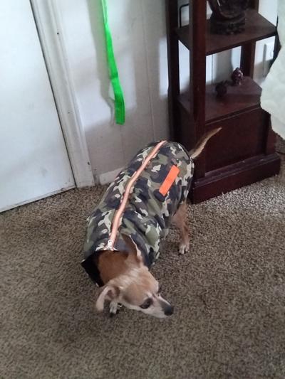 My chiweenie Daisy and her jacket