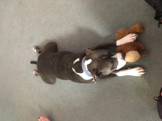 Antler chewing time...
