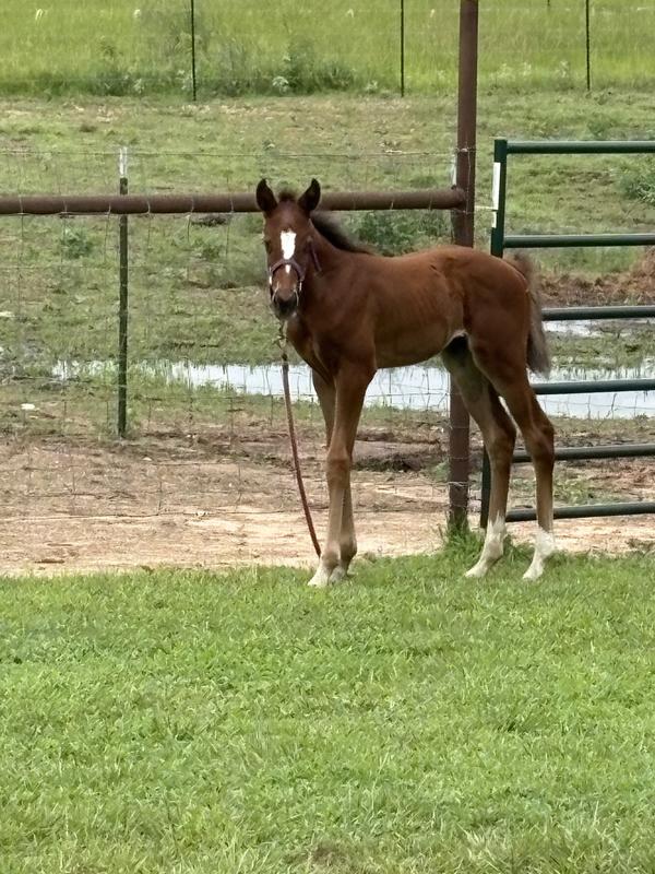 Exercise time. She loves her time out of the barn to romp and play.
