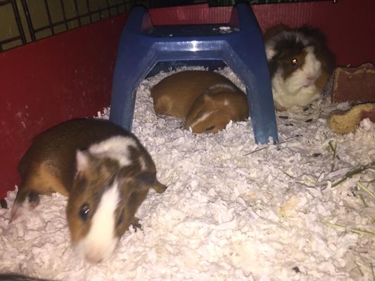 Tilts, Foxy and Katniss
