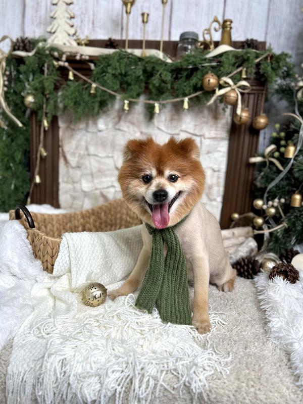 Winter is Max's favorite season☃️