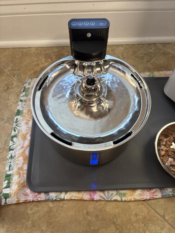 In motion Cat drinking fountain