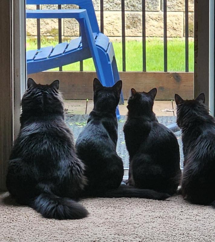 Watching birds!