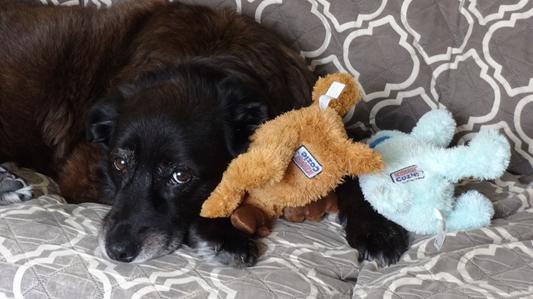 These Chewy toys take turns being the favorite