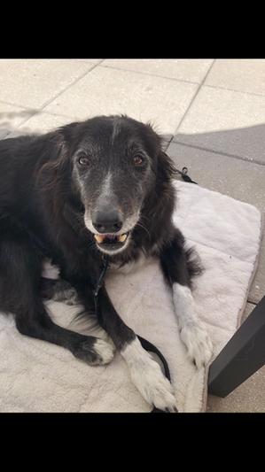 Very happy senior pup here!