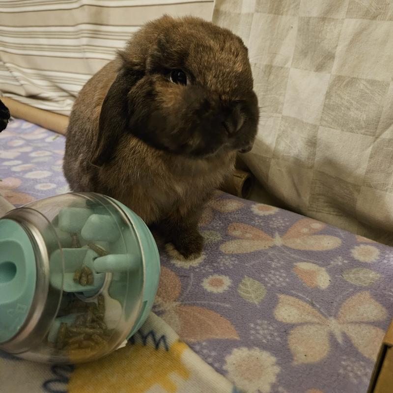 Ziggy with his treat dispenser