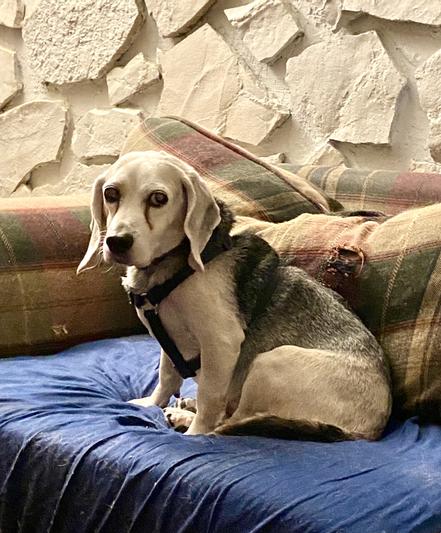 Squishy Beagle, Choirmaster