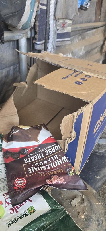 The Horses couldn't wait