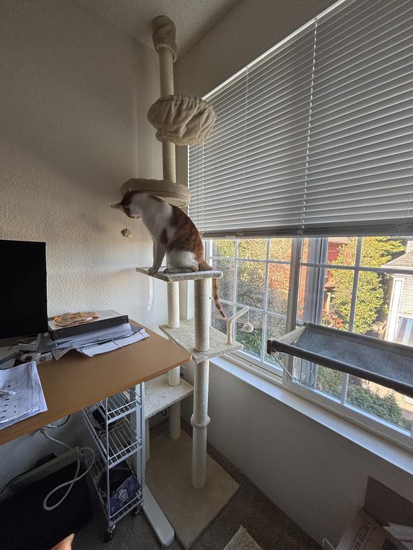 Nemo playing with the pompoms