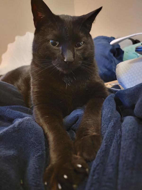 NECOICHI Purrcision Cat Nail Clippers