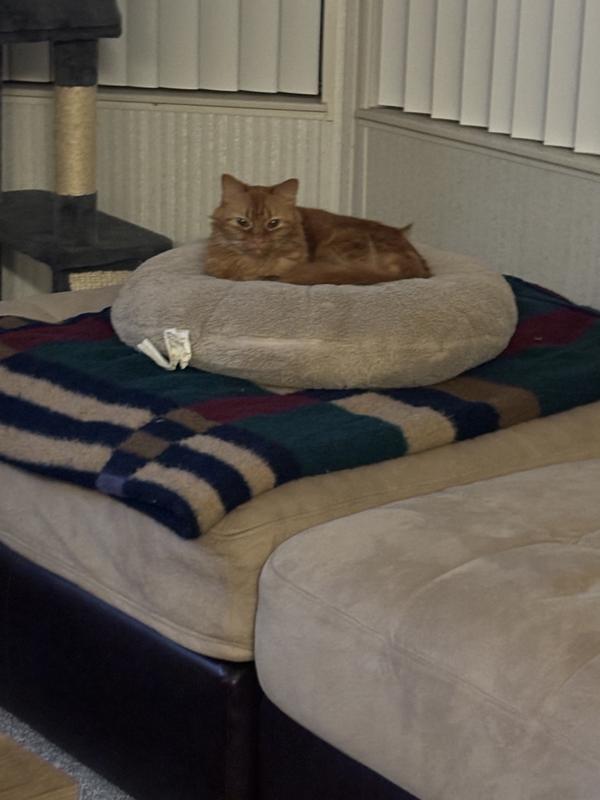 A very happy kitty since I switched to chewy’s flea and tick control.