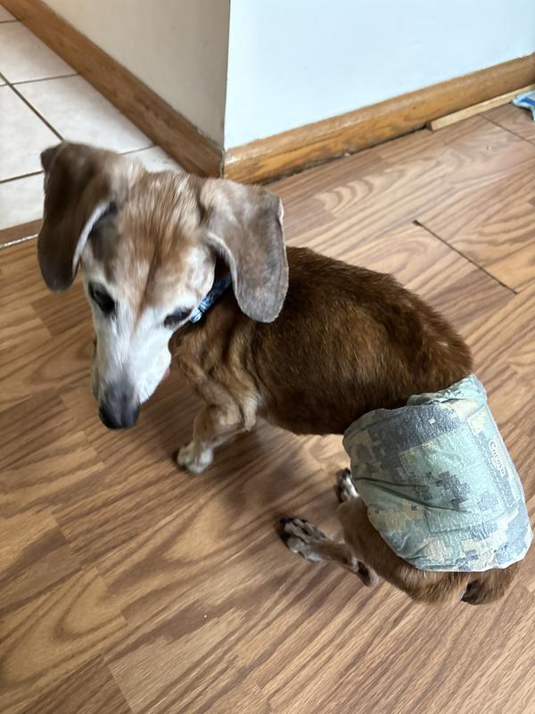 In human years he can legally drink alcohol 😁