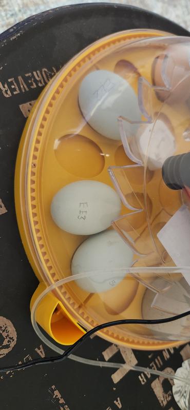 1st time incubating eggs was awesome