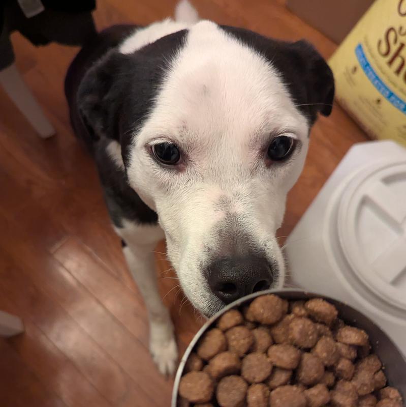 Photo of a black-and-white, Pit mix dog sniffing his scoop of Redbarn Whole Grain Sky Recipe Dry Dog Food.