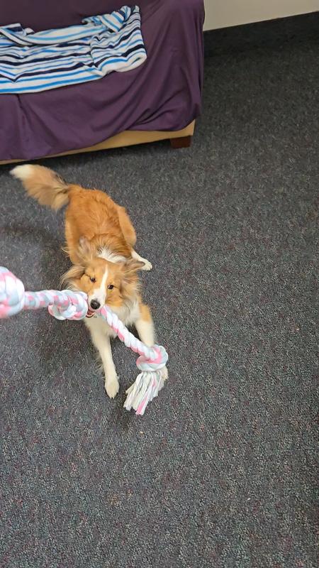 She may be small, but tug with a giant rope is her new favorite thing!