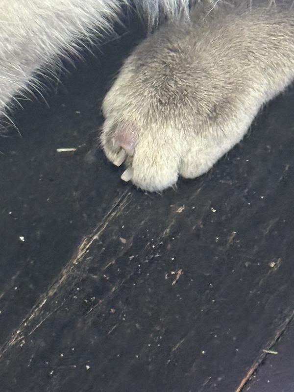 How it looked when I bought my cat from ACCT