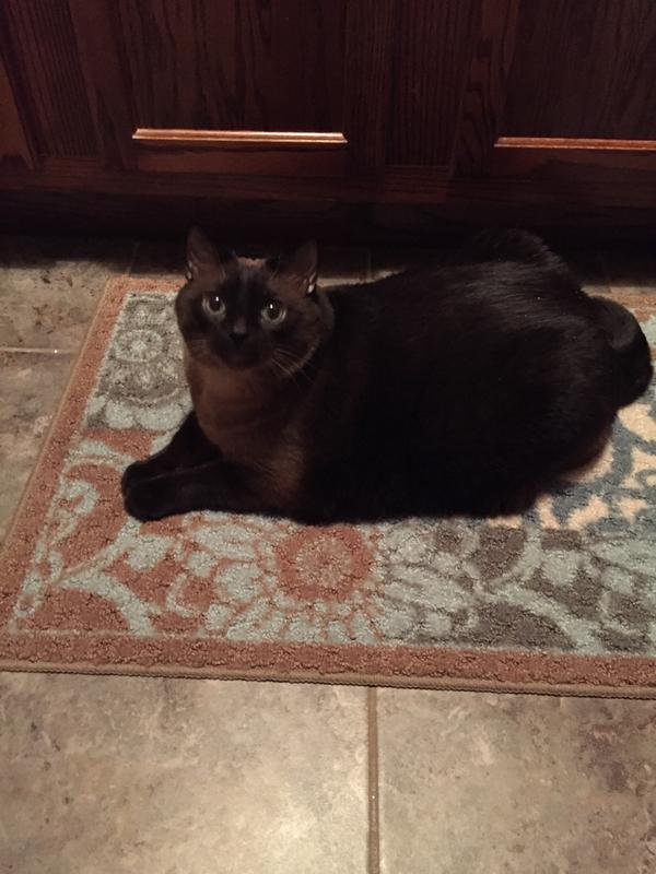 Princes a Seal Point rescued 4/11/15. now weighs 19lbs & a very happy kitty.